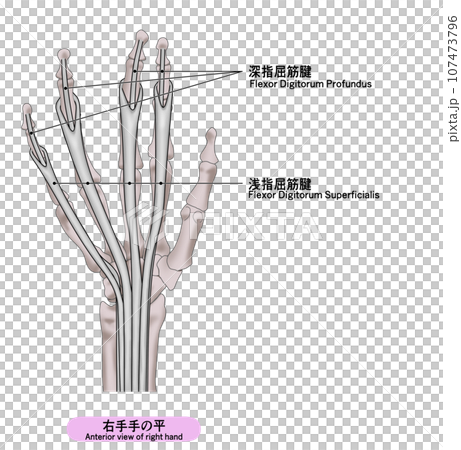 右手の平の筋肉のシンプルなイラスト 107473796