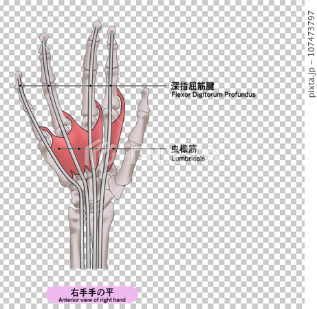 A simple illustration of the palm muscles of the right hand 107473797