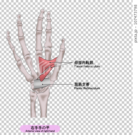 A simple illustration of the palm muscles of the right hand 107473798