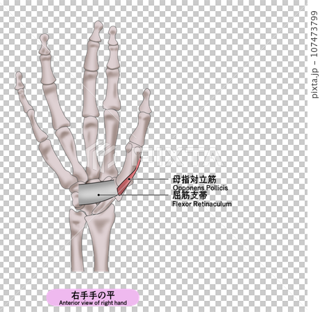右手手掌肌肉簡單圖解 右手手掌肌肉簡單圖解 107473799