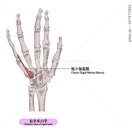 右手の平の筋肉のシンプルなイラスト 107473802