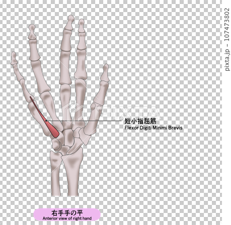 右手の平の筋肉のシンプルなイラスト 107473802