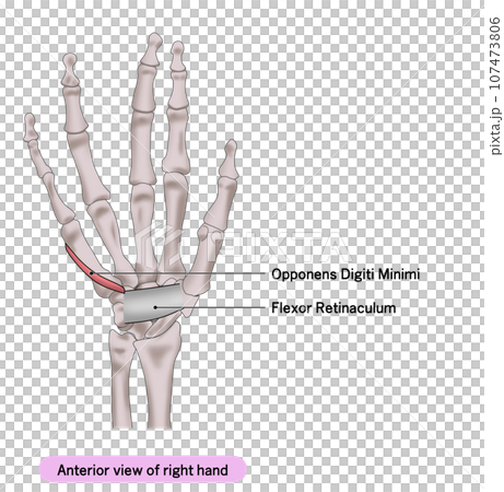 右手手掌肌肉簡單圖解-插圖素材 [107473806] - PIXTA圖庫