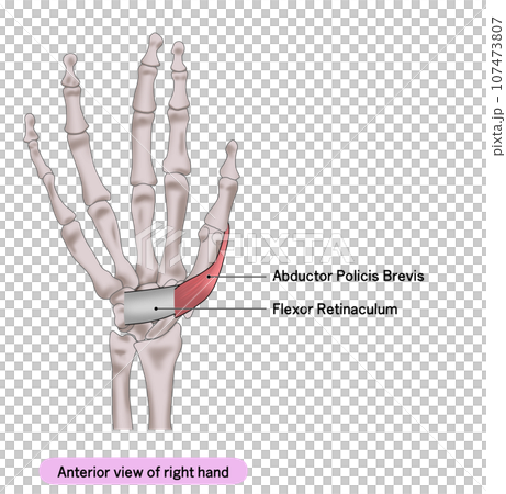 A simple illustration of the palm muscles of the right hand 107473807