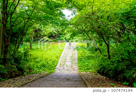 杜の都仙台 大年寺山公園 大年寺 石段 杜の都仙台 大年寺山公園 大年寺 石段 107474194