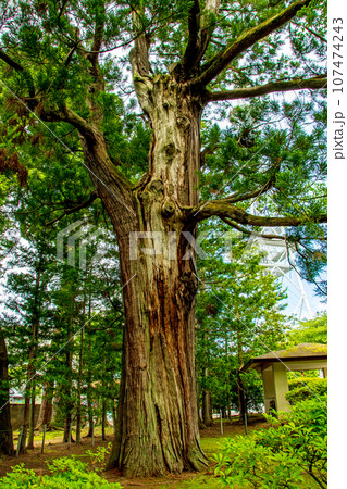 杜の都仙台　大年寺山公園　樹齢500年の姥杉 107474243