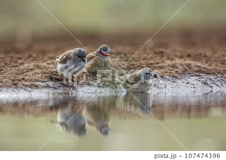 Cut throat finch in Kruger National park, South Africa 107474396