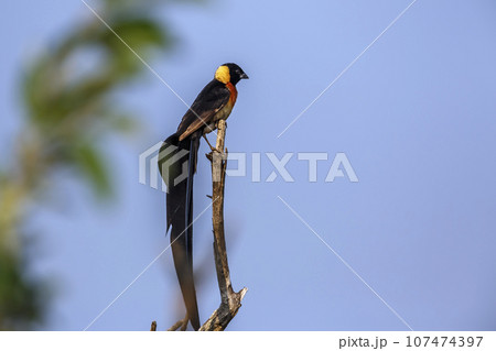 Eastern Paradise Whydah in Kruger National park, South Africa Eastern Paradise Whydah in Kruger National park, South Africa 107474397