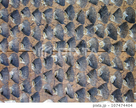 山口県 ふくが福を呼ぶ下関 トラフグの鰭干し 山口県 ふくが福を呼ぶ下関 トラフグの鰭干し 107474404