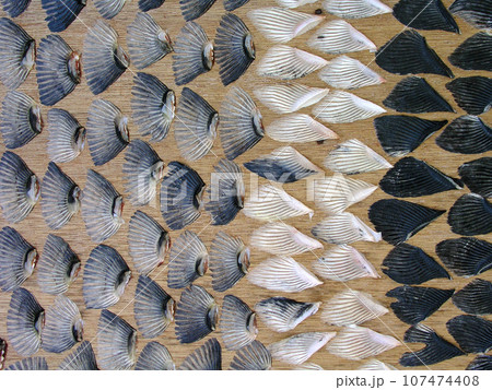 山口県　ふくが福を呼ぶ下関　トラフグの鰭干し 107474408