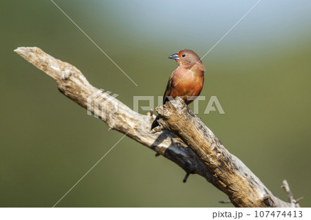 Jameson Firefinch in Kruger National park, South Africa 107474413