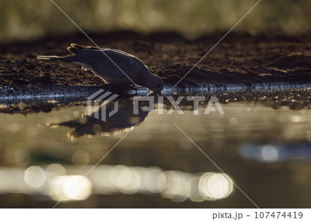 Laughing Dove in Kruger National park, South Africa 107474419
