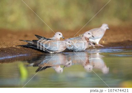 Laughing Dove in Kruger National park, South Africa Laughing Dove in Kruger National park, South Africa 107474421