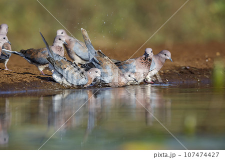 Laughing Dove in Kruger National park, South Africa 107474427