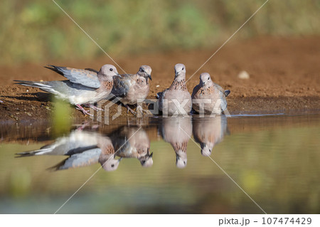 Laughing Dove in Kruger National park, South Africa 107474429