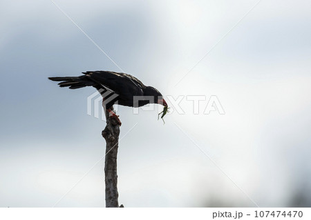 Red billed Buffalo Weaver in Kruger National park, South Africa 107474470