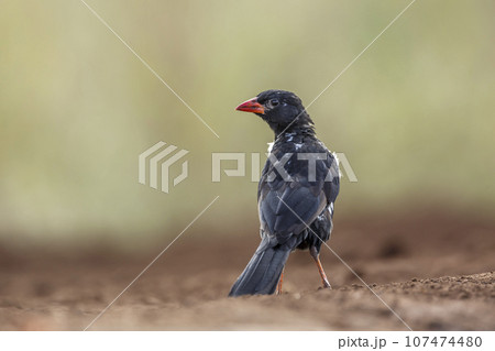 Red billed Buffalo Weaver in Kruger National park, South Africa 107474480