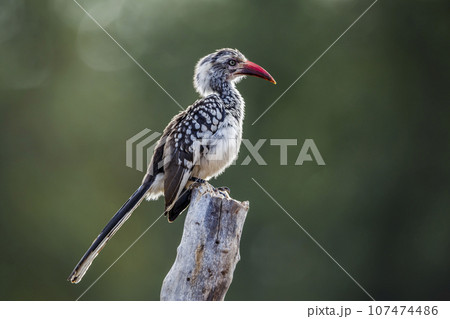 Southern Red billed Hornbill in Kruger National park, South Africa 107474486