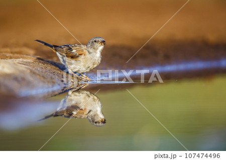 Southern Grey headed Sparrow in Kruger National park, South Africa Southern Grey headed Sparrow in Kruger National park, South Africa 107474496