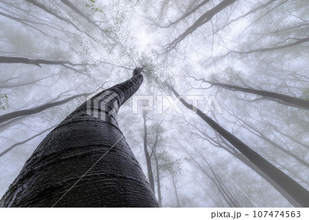 Spring beech trees with fog 107474563