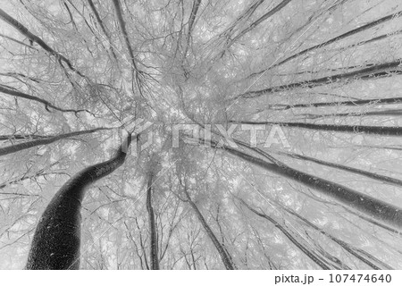 Winter beech trees Winter beech trees 107474640
