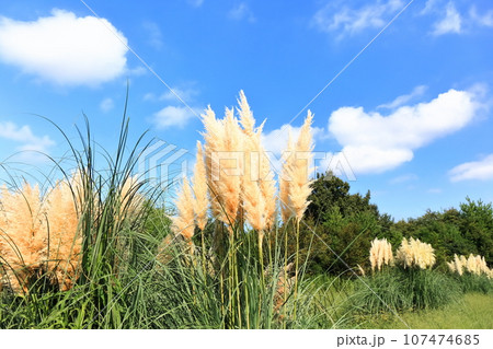 【香川県】秋の国営讃岐まんのう公園（パンパスグラス） 107474685