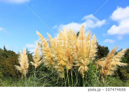 【香川県】秋の国営讃岐まんのう公園（パンパスグラス） 107474686