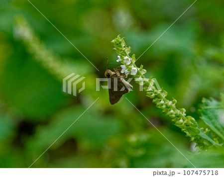 セセリチョウ科チャバネセセリの訪花 セセリチョウ科チャバネセセリの訪花 107475718