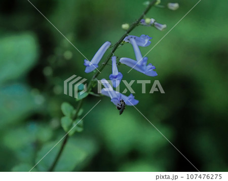 シソ科アキチョウジの花 107476275