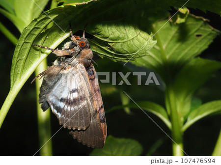 フクラスズメ 107476594