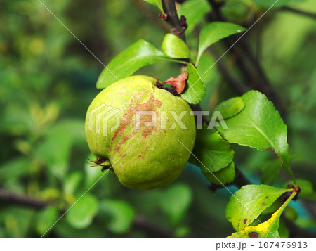 Japanese quince on a branch, close-up on a blurry green background. Quince, a natural product full of vitamins.	 107476913