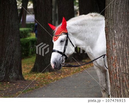 A horse in a smart cap looks out from behind a tree. Recreation and entertainment in the Park.	 107476915