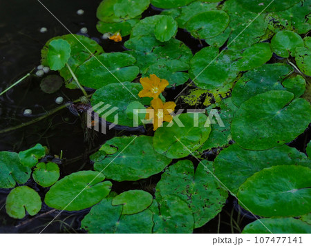 湧水池ビオトープのミツガシワ科アサザの花 湧水池ビオトープのミツガシワ科アサザの花 107477141