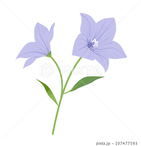 桔梗の花のイラスト 桔梗の花のイラスト 107477593