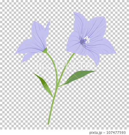桔梗の花のイラスト 桔梗の花のイラスト 107477593