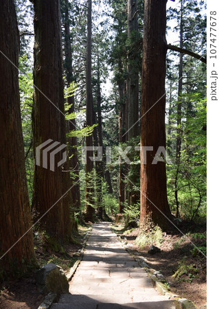 羽黒山の杉並木 羽黒山の杉並木 107477678