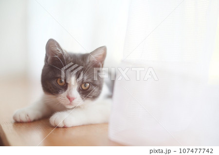 窓辺の子猫 107477742