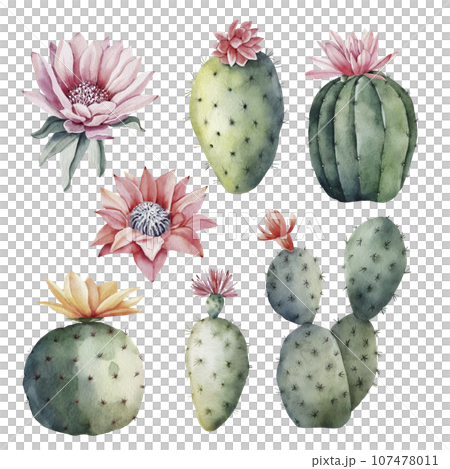Set of green cacti with flower buds, watercolor illustration Set of green cacti with flower buds, watercolor illustration 107478011