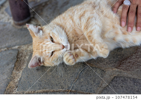 猫をあやす 107478154