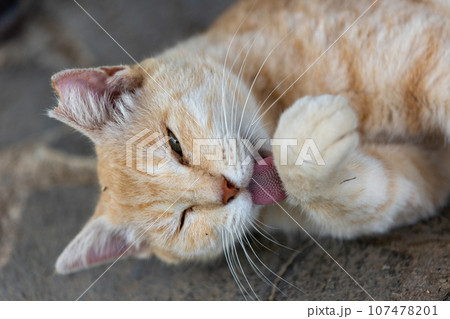 寝転がる猫 寝転がる猫 107478201