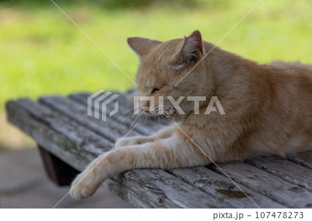 ベンチで寛ぐ猫 ベンチで寛ぐ猫 107478273
