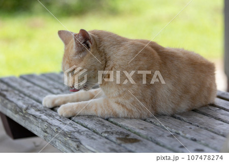 ベンチで寛ぐ猫 ベンチで寛ぐ猫 107478274