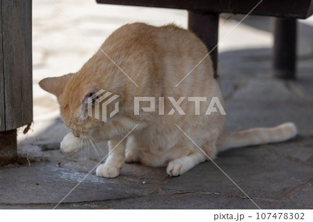 毛づくろいをする猫 毛づくろいをする猫 107478302