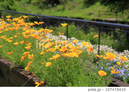 ハナビシソウの花　満開 107478810