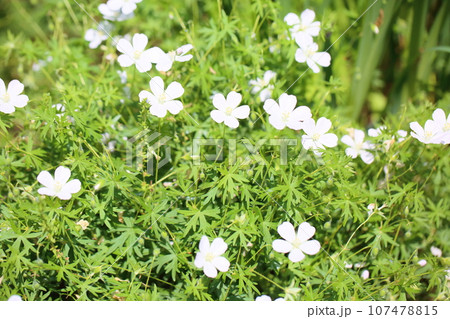 ゲラニウムの花 ゲラニウムの花 107478815