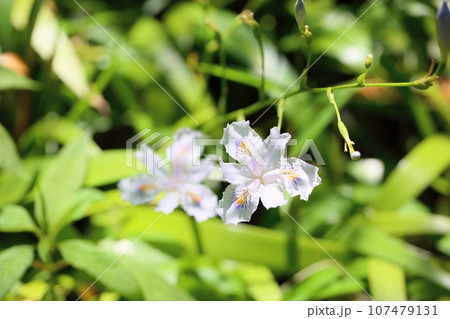シャガの花 シャガの花 107479131