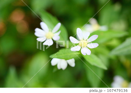 爽やか　ミヤマヨメナの花 107479136