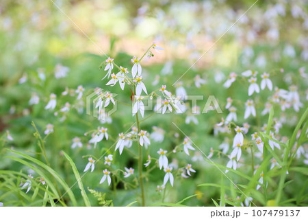 可愛い ユキノシタの花 可愛い ユキノシタの花 107479137