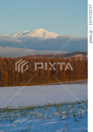 黄葉のカラマツ林と冠雪の山並み 大雪山 黄葉のカラマツ林と冠雪の山並み 大雪山 107479237