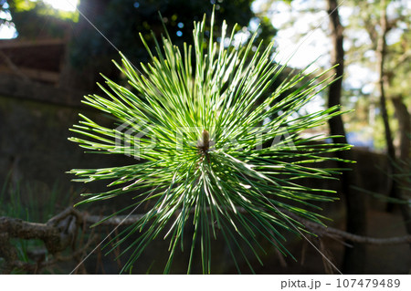 太陽光に映える松の葉 太陽光に映える松の葉 107479489